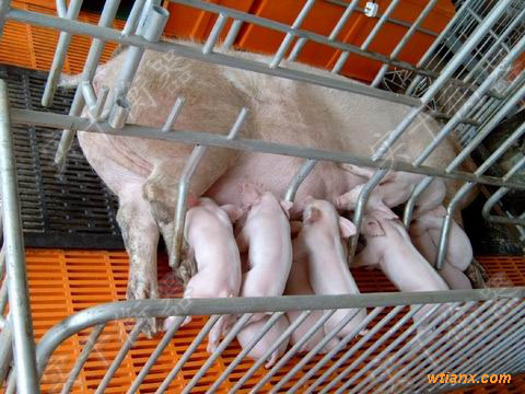 碳鋼定制豬羊動物秤，牛羊活體圍欄動物稱