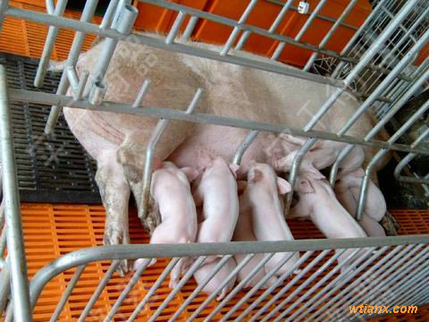 家庭豬狗稱重動物秤，電子大屏顯示動物稱