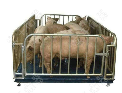 大屏幕顯示動物秤，打印耀華顯示電子動物稱